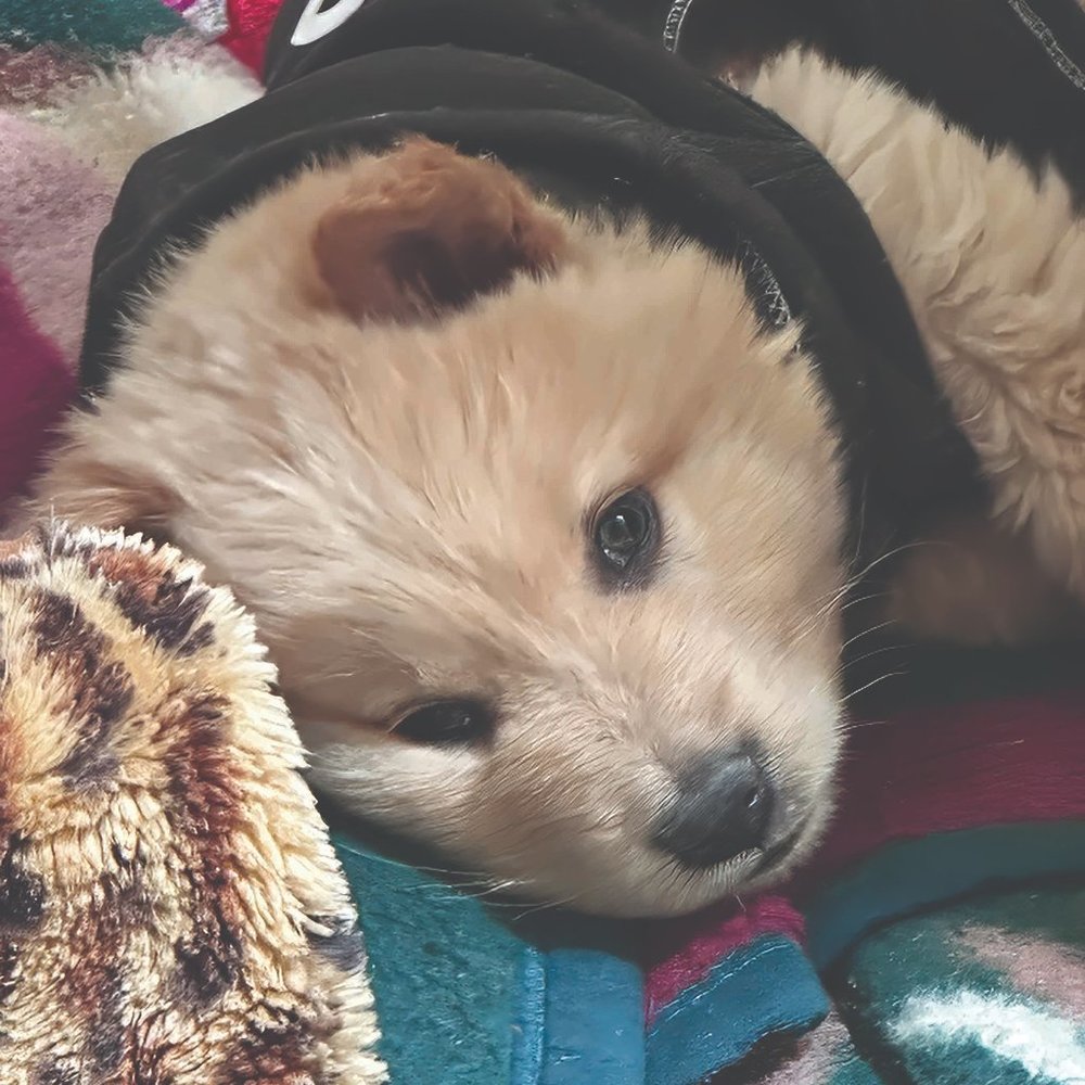 Help us Save Teddy Bear Rescue Chow Chow Dog NFS Not a listing Message - Picture 2 of 5